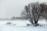 Trees Beside Frozen Canal_32727